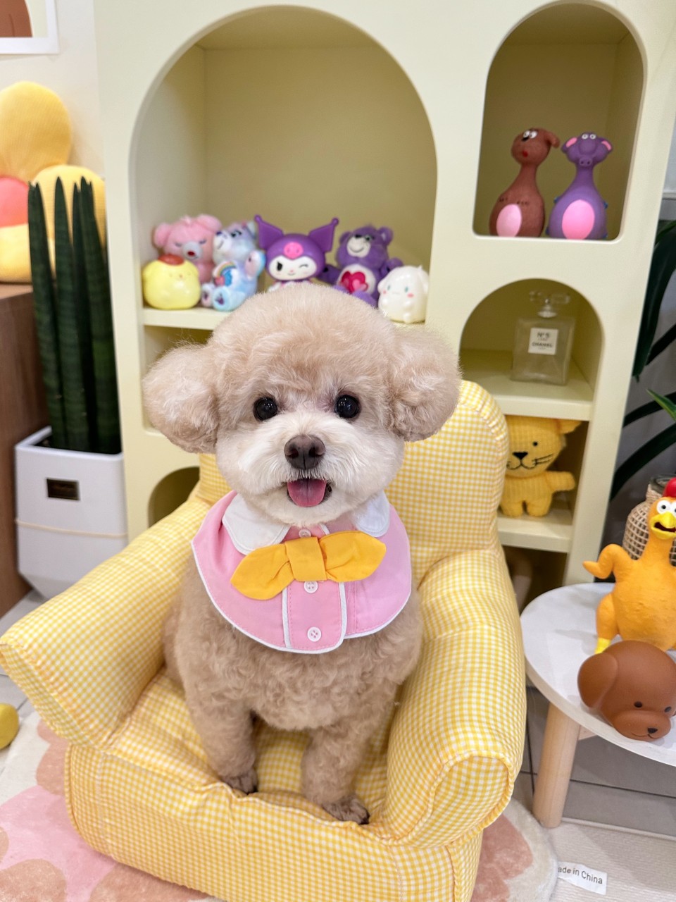 [블로그 기자단] 멍멍블*